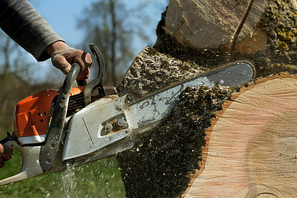 Best Tree and Shrub Care  in Gastonia, NC
